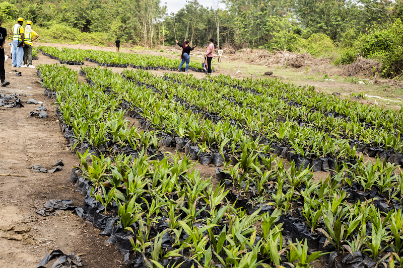 Madiba Palmtree Farm