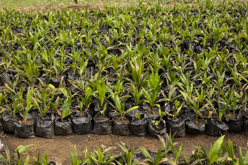Madiba Palmtree Farm